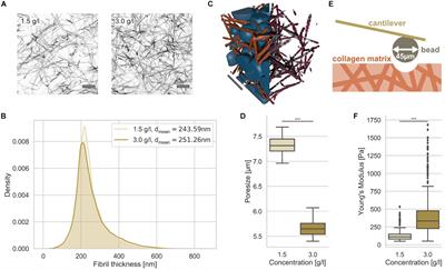 Effect of Nuclear Stiffness on Cell Mechanics and Migration of Human Breast Cancer Cells